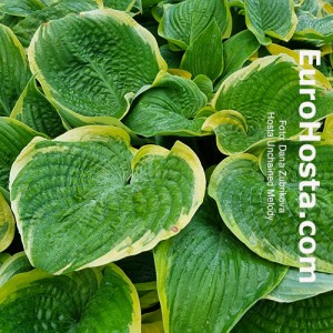 Hosta Unchained Melody