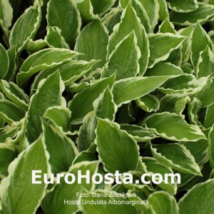 Hosta Undulata Albomarginata - Eurohosta