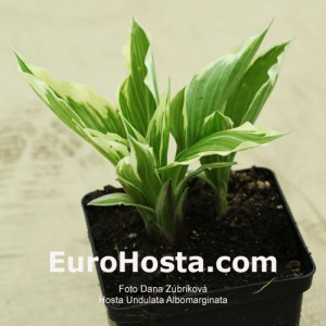 Hosta Undulata Albomarginata - Eurohosta