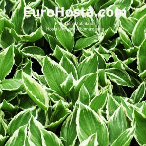 Hosta Undulata Albomarginata - Eurohosta