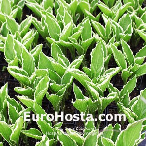 Hosta Undulata Albomarginata - Eurohosta