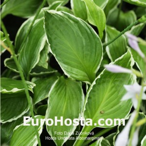 Hosta Undulata Albomarginata - Eurohosta