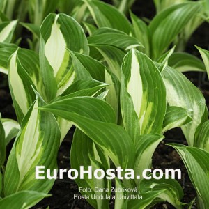 Hosta Undulata Univittata - Eurohosta