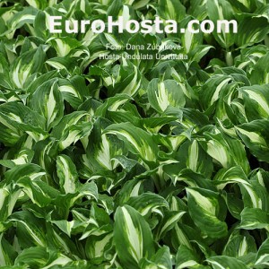 Hosta Undulata Univittata - Eurohosta