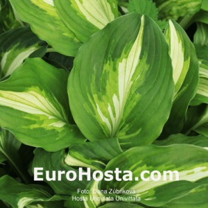 Hosta Undulata Univittata - Eurohosta