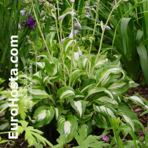 Hosta Undulata Univittata - Eurohosta