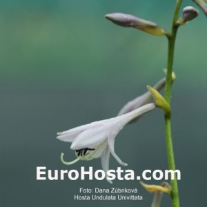 Hosta Undulata Univittata - Eurohosta