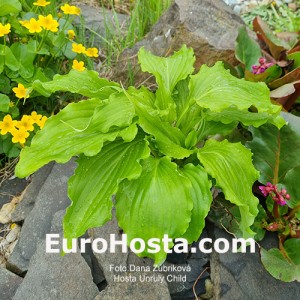 Hosta Unruly Child