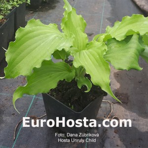 Hosta Unruly Child