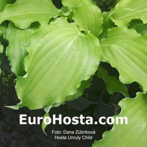 Hosta Unruly Child