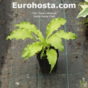 Hosta Unruly Child