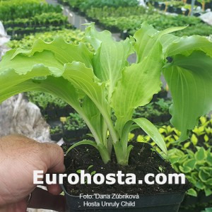 Hosta Unruly Child