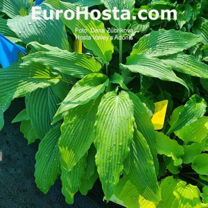 Hosta Valley`s Adonis