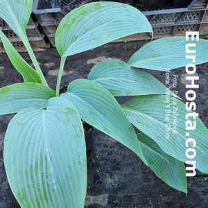 Hosta Valley's Blue Chute