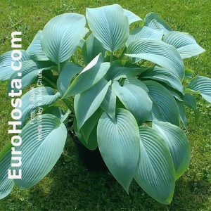 Hosta Valley's Blue Chute