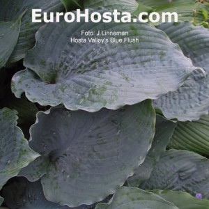 Hosta Valley's Blue Flush 