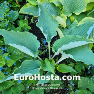 hosta Valley`s Blue Nuke