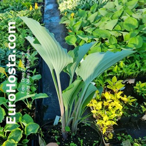 hosta Valley`s Blue Nuke