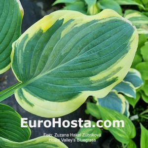 Hosta Valley's Bluegrass | Eurohosta  