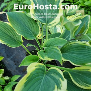 Hosta Valley's Bluegrass | Eurohosta  