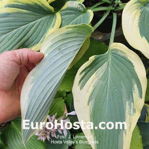 Hosta Valley's Bluegrass | Eurohosta  