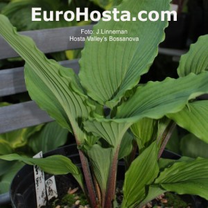 Hosta Valley's Bossanova