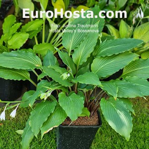 Hosta Valley's Bossanova