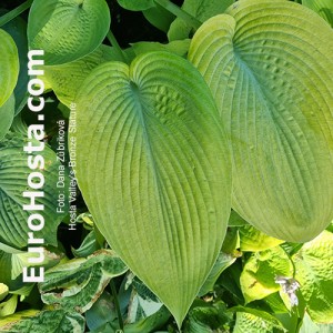 Hosta Valley's Bronze Stature