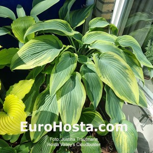 Hosta Valley's Cloudbuster