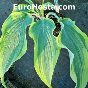 Hosta Valley's Cloudbuster