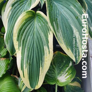 Hosta Valley's Cloudbuster