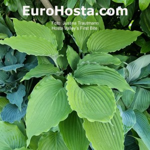 Hosta Valley's First Bite