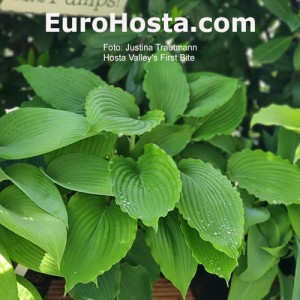 Hosta Valley's First Bite