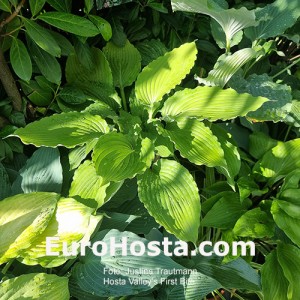 Hosta Valley's First Bite