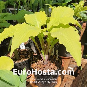 Hosta Valley's Fly Away