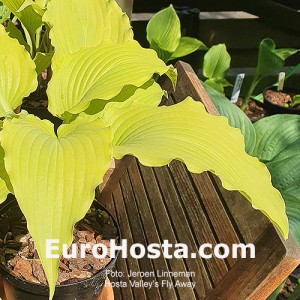 Hosta Valley's Fly Away