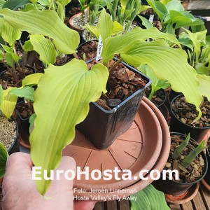 Hosta Valley's Fly Away