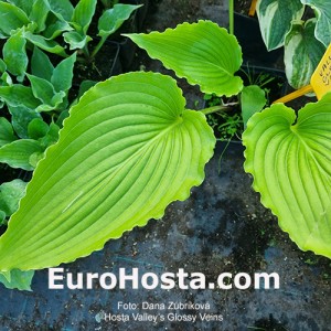 Hosta Valley’s Glossy Veins