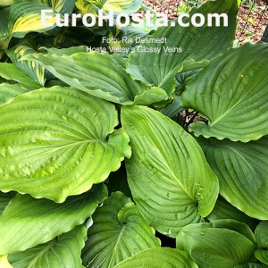 Hosta Valley’s Glossy Veins