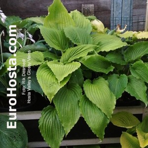 Hosta Valley’s Glossy Veins