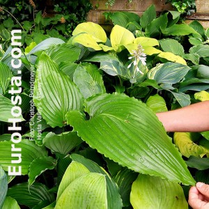 Hosta Valley’s Glossy Veins