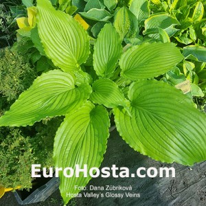 Hosta Valley’s Glossy Veins