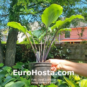 Hosta Valley‘s Karma