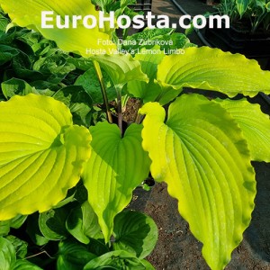 Hosta Valley’s Lemon Limbo