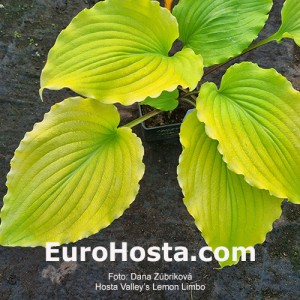 Hosta Valley’s Lemon Limbo