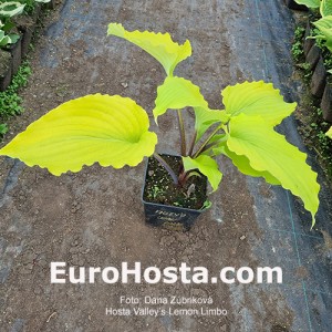 Hosta Valley’s Lemon Limbo