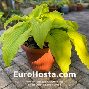 Hosta Valley’s Lemon Limbo