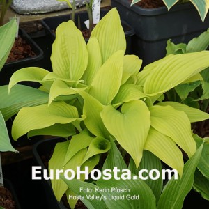 Hosta Valley's Liquid Gold