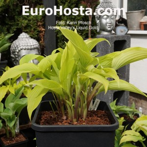 Hosta Valley's Liquid Gold