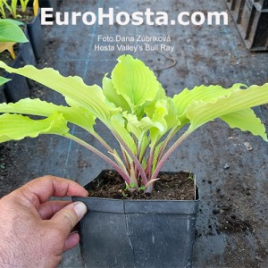 Hosta Valley's Love Birds